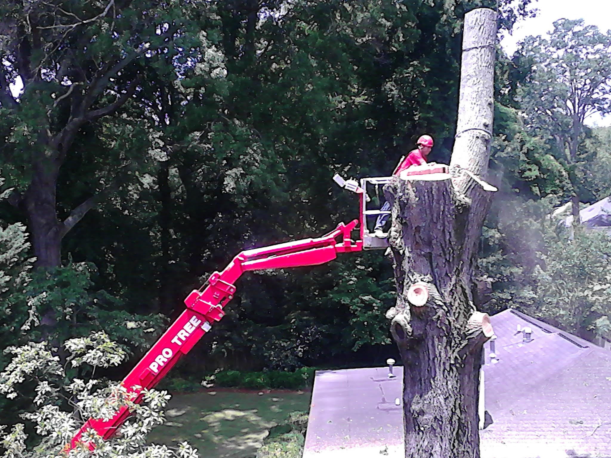 Pro Tree crew working from a red aerial lift beside a large tree